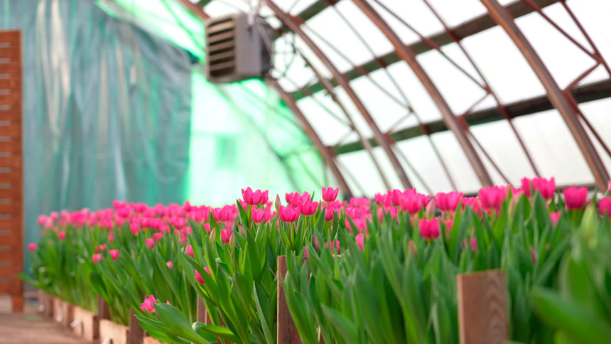 В преддверии 8 Марта сотрудники МАРТ проводят масштабные рейды по цветочным базарам