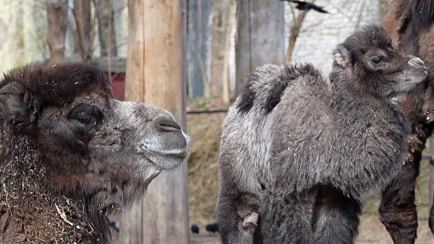 В Витебском зоопарке впервые родился верблюжонок