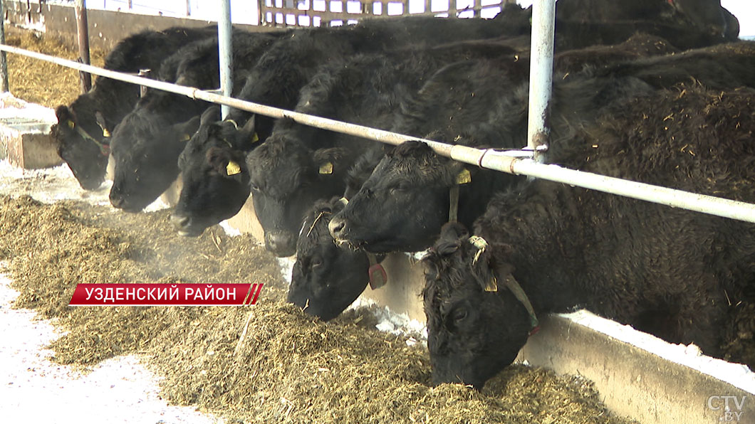 Два крупных комплекса по выращиванию бычков возведут в Минской области