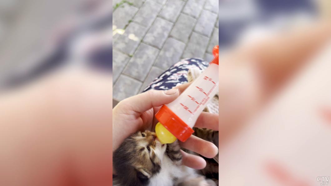 «Зверополис» недалеко от Минска! Белоруска завела необычных питомцев и создала агроусадьбу – показываем-6 «Зверополис» недалеко от Минска! Белоруска завела необычных питомцев и создала агроусадьбу – показываем-6