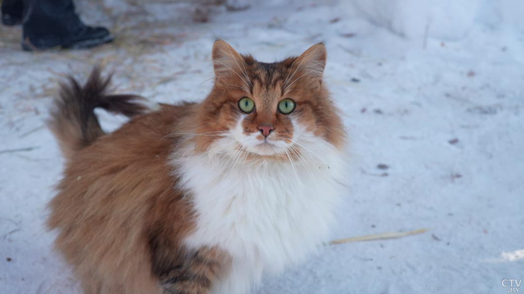 «Зверополис» недалеко от Минска! Белоруска завела необычных питомцев и создала агроусадьбу – показываем-2 «Зверополис» недалеко от Минска! Белоруска завела необычных питомцев и создала агроусадьбу – показываем-2
