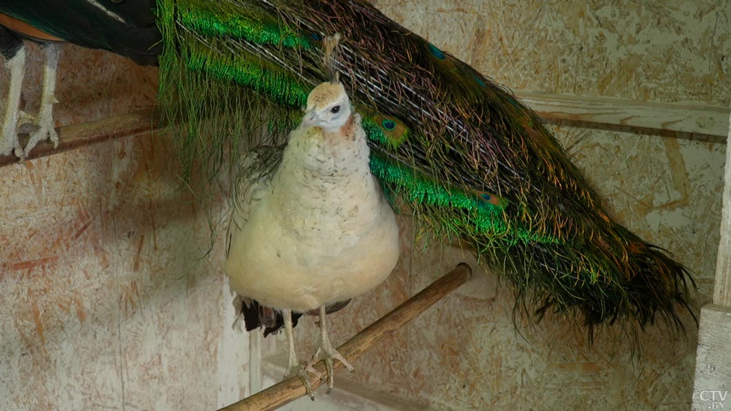 «Зверополис» недалеко от Минска! Белоруска завела необычных питомцев и создала агроусадьбу – показываем-10 «Зверополис» недалеко от Минска! Белоруска завела необычных питомцев и создала агроусадьбу – показываем-10