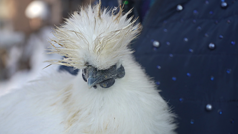 «Зверополис» недалеко от Минска! Белоруска завела необычных питомцев и создала агроусадьбу – показываем
