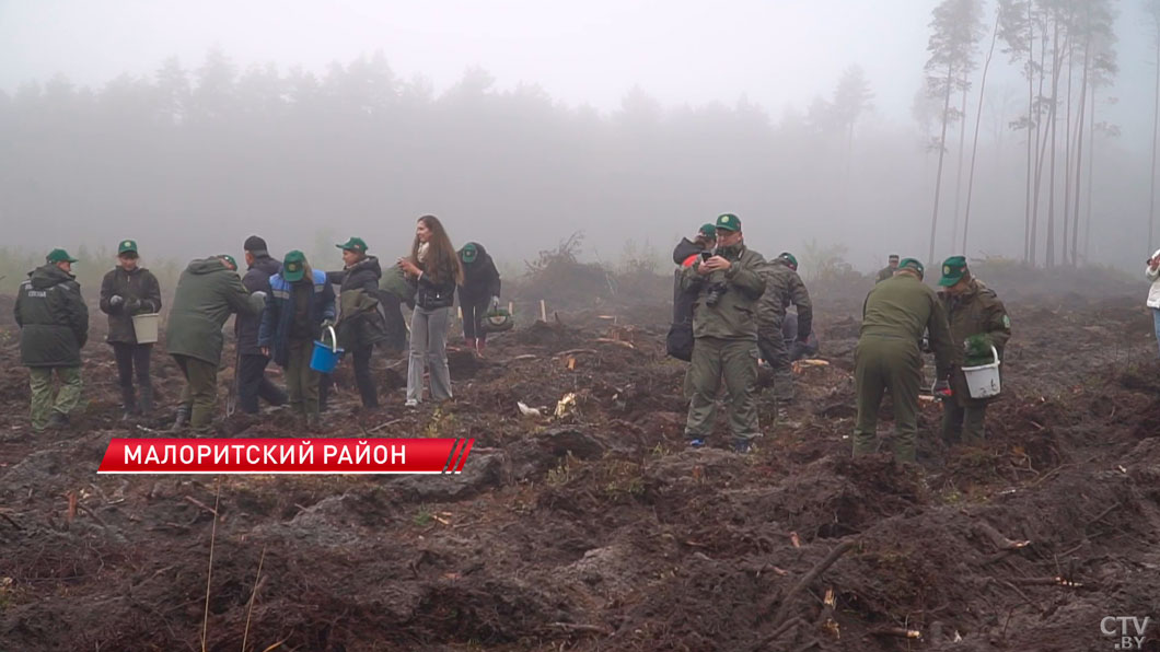 Новый этап акции «Дай лесу новае жыццё» стартовал в Беларуси -2