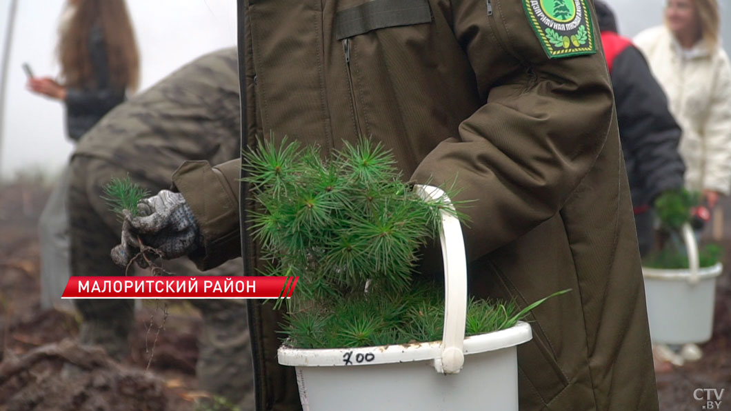 Более 21 млн сеянцев планируют высадить в Беларуси до первых морозов-6 Более 21 млн сеянцев планируют высадить в Беларуси до первых морозов-6