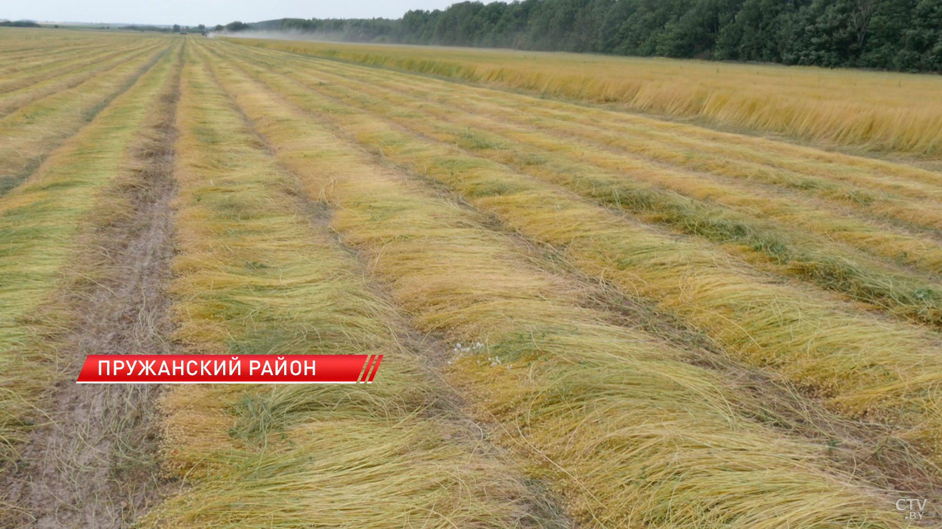 В Пружанском районе приступили к тереблению льна-6