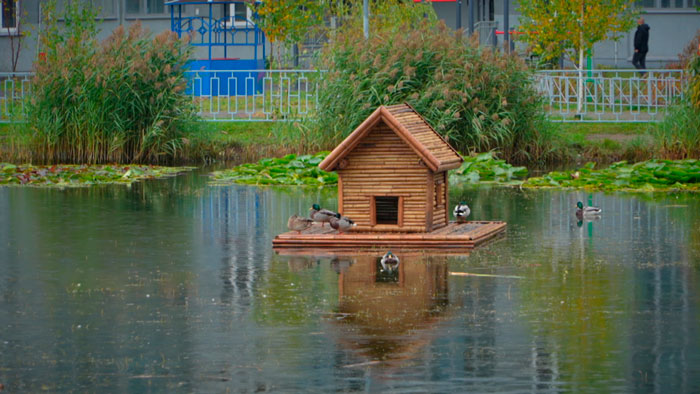Королевские розы и хвойные композиции – как создают зелёный облик Минска