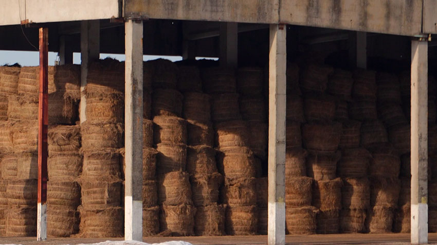 В тройке мировых лидеров! Белорусский лен поставляют во все уголки земного шара В тройке мировых лидеров! Белорусский лен поставляют во все уголки земного шара