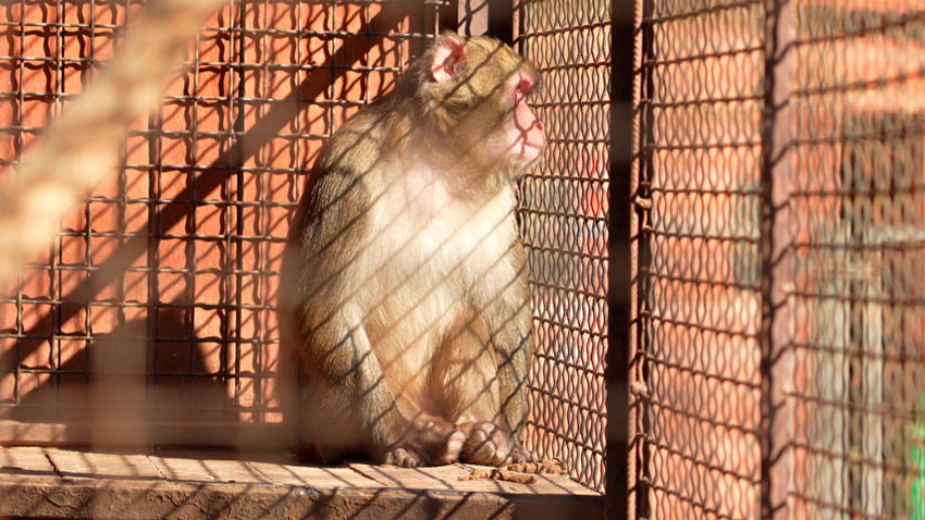 Время пробуждения! Как обитатели Минского зоопарка встречают первые теплые дни