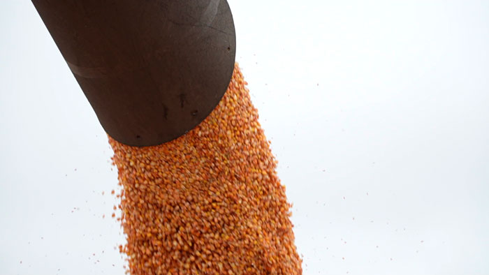 Аграрии Минской области планируют намолотить почти 800 тыс. тонн кукурузы