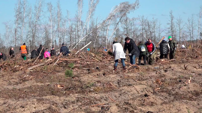 Профсоюзный актив посадил более 140 тысяч саженцев