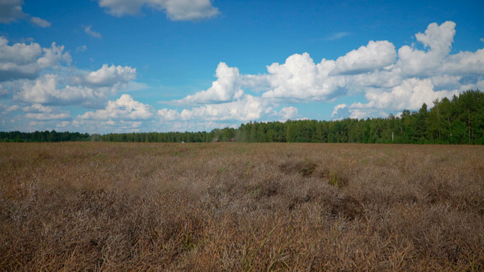 Аграрии Минской области преодолели рубеж в полмиллиона тонн зерна нового урожая