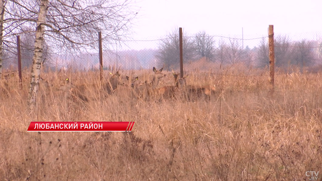 27 благородных оленей поселили в лесу в Любанском районе-2