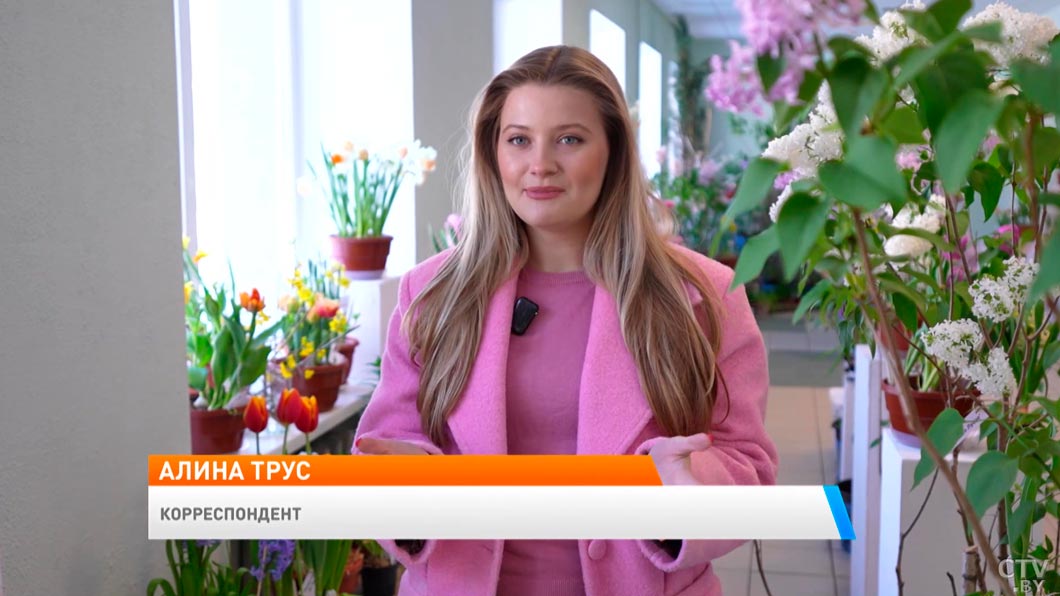 Как вырастить тюльпаны на подоконнике – рассказала эксперт-1