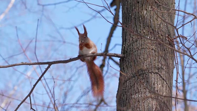 Минские экопатриоты помогают животным – узнали, как проходит акция «Поделись орешком»