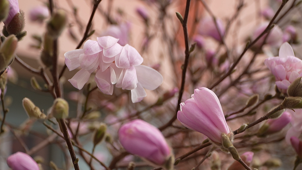 В Минске распустилась магнолия – узнали, где искать цветущие деревья