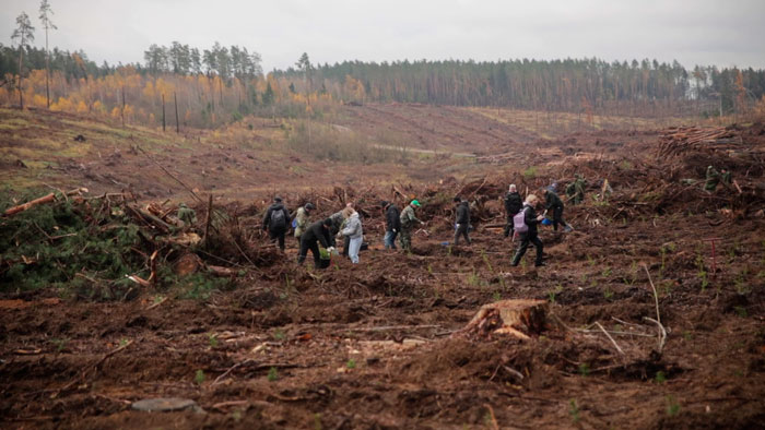 Представители ФПБ восстановили около 14 гектаров леса в Могилёвской области