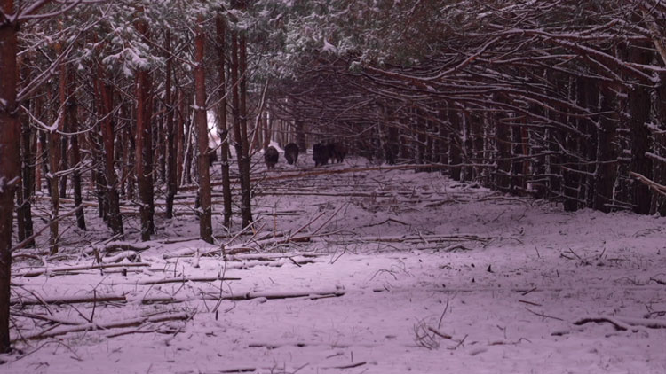 В мире животных! Где можно увидеть бои оленей? Отправились в лесную экспедицию