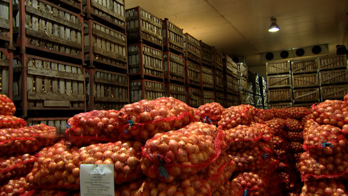 43 тысячи тонн овощей и яблок заложено в стабфонды в Минске