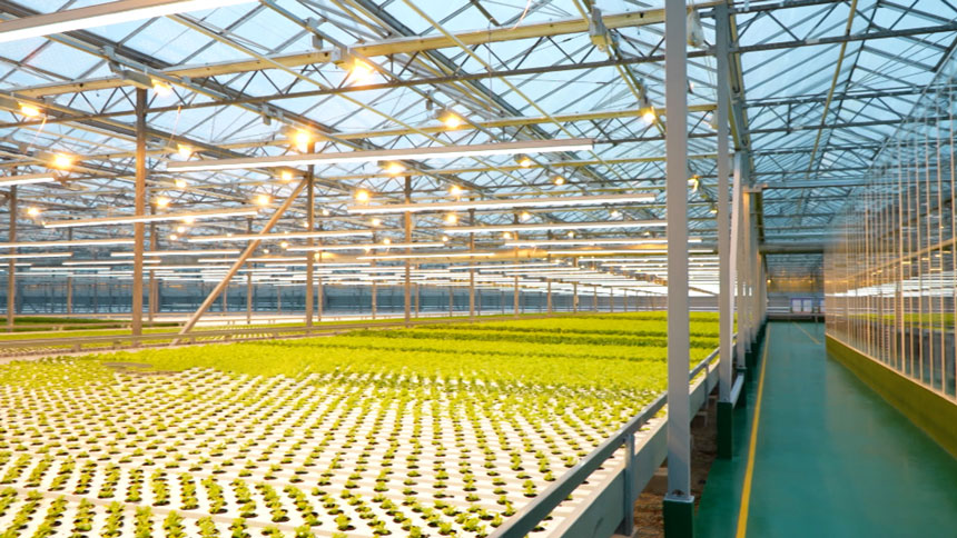 Урожай круглый год! В белорусском овощеводстве внедряют специальную подсветку овощей