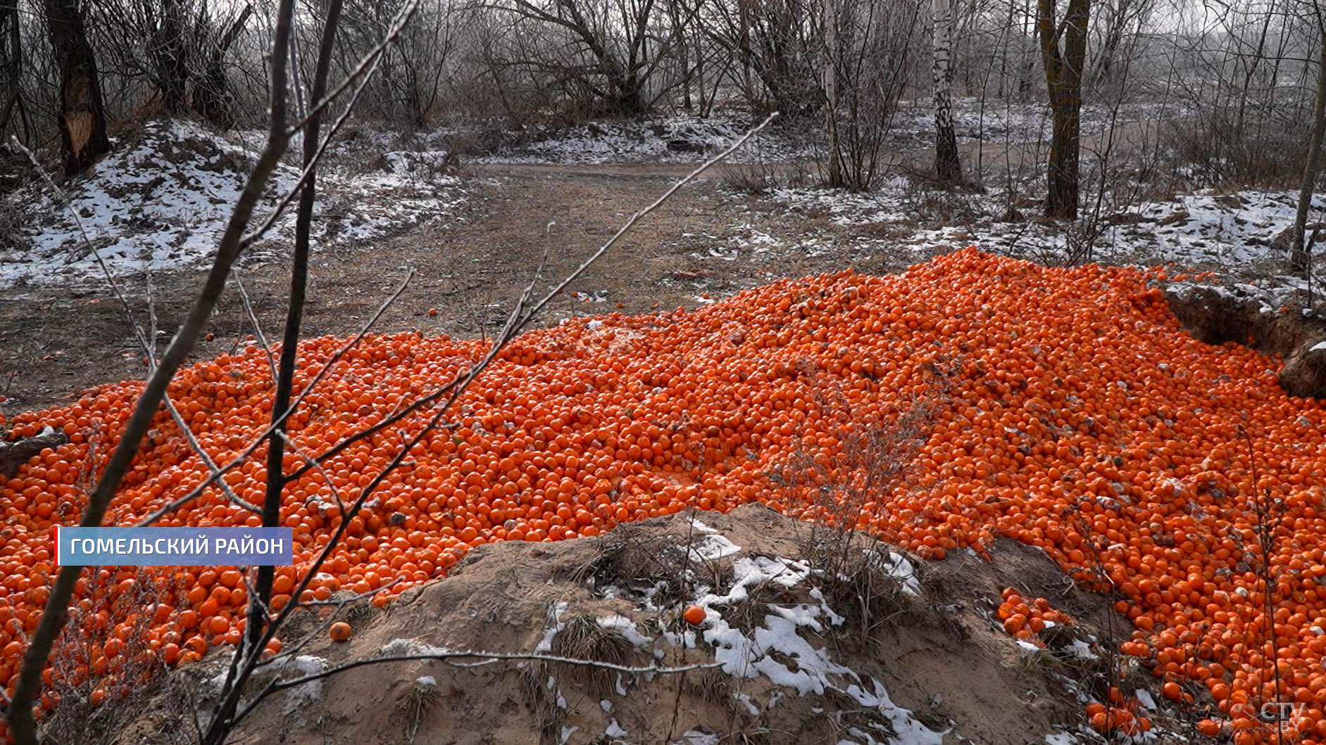 Огромную свалку из тонны мандаринов нашли под Гомелем. Что грозит виновному?-6