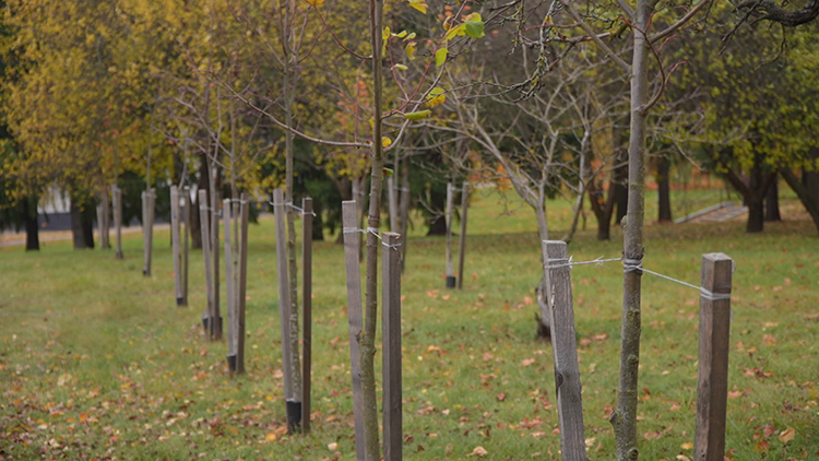 Почти 100 тыс. белорусов приняли участие в осеннем марафоне благоустройства