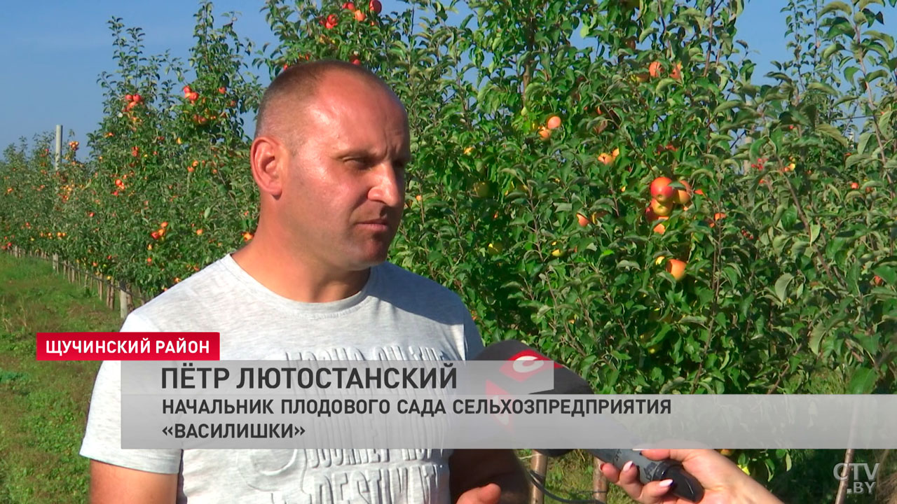 Время действовать – как в Беларуси развивают яблочную историю? Примеры успешного плодоводства-6 Время действовать – как в Беларуси развивают яблочную историю? Примеры успешного плодоводства-6