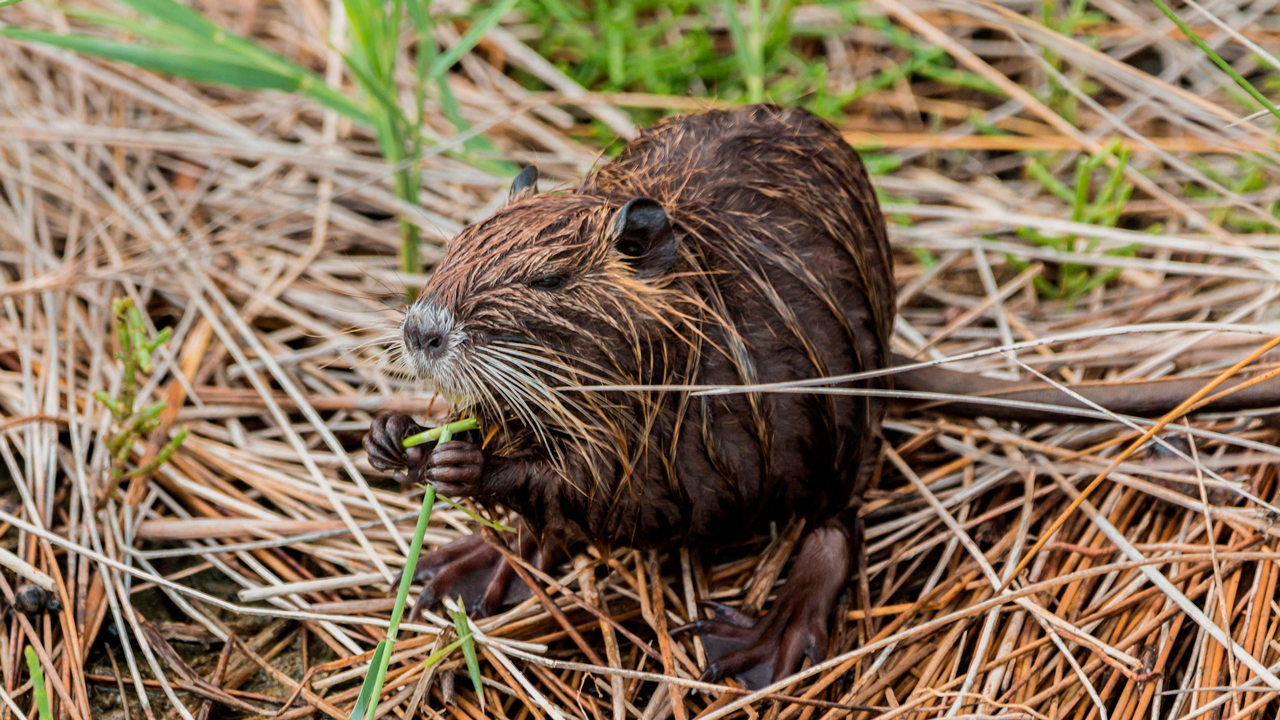 В Чехии бобры сэкономили правительству более $1,2 млн за два дня В Чехии бобры сэкономили правительству более $1,2 млн за два дня