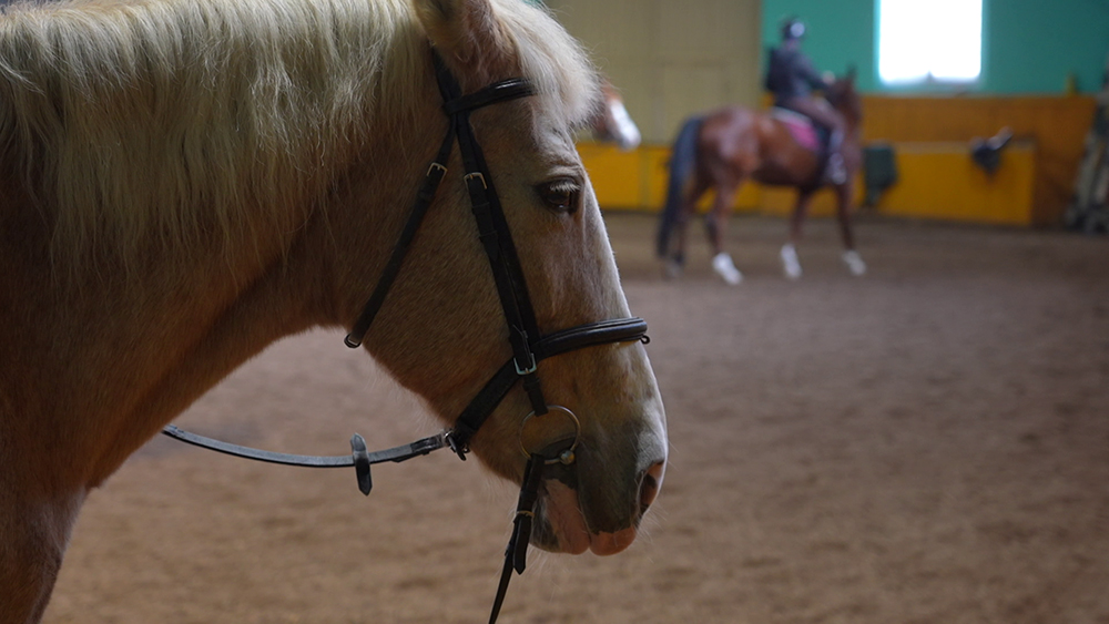 Что такое иппотерапия и почему она полезна для каждого человека? Рассказываем