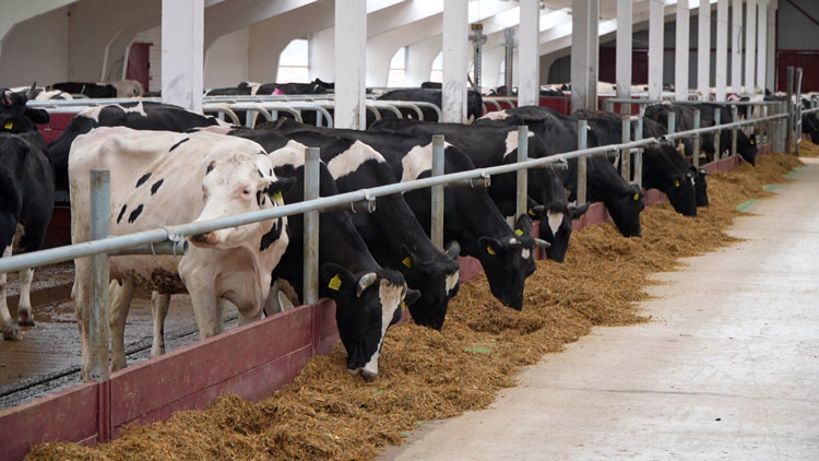 11,5 млн тонн молока к 2035 году – как меняется молочная отрасль и какие инновации определяют ее будущее? 11,5 млн тонн молока к 2035 году – как меняется молочная отрасль и какие инновации определяют ее будущее?