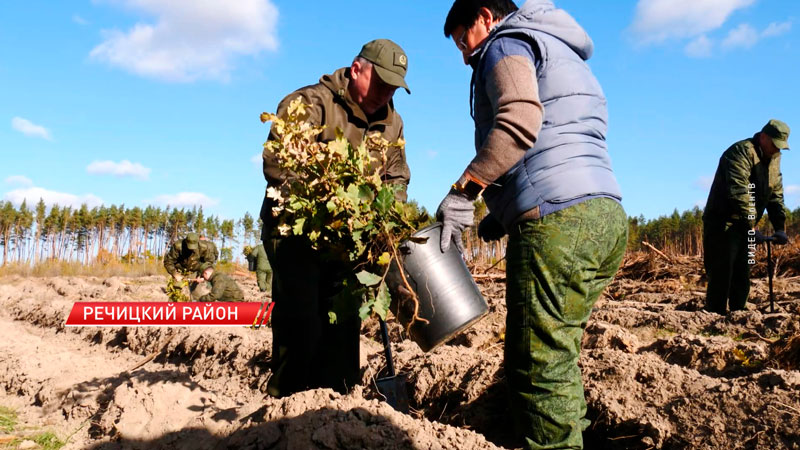 Военнослужащие высадили более 120 тыс. саженцев в Речицком лесничестве-2