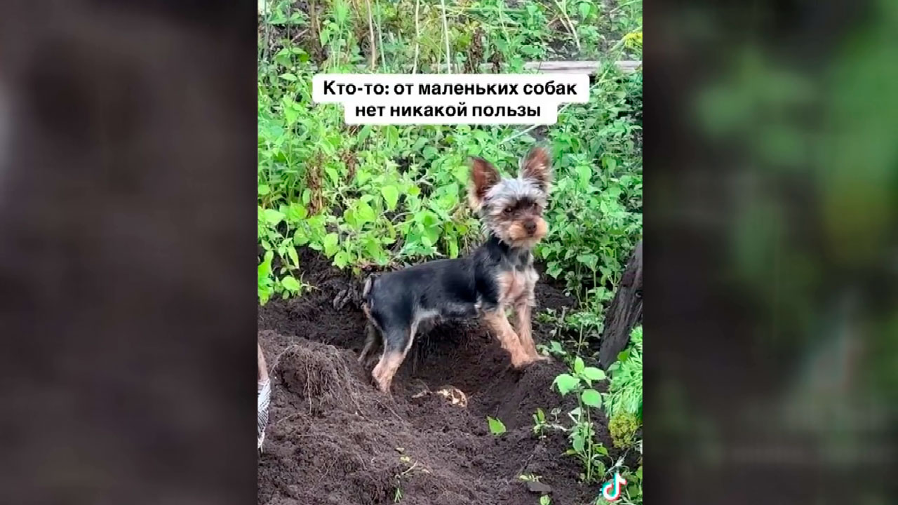 Новые свершения белорусских селекционеров! Какие породы животных появится в стране?-2