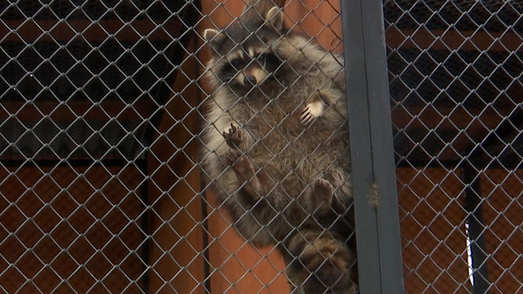 Сеня оказался девочкой! Прибывший из США в Беларусь енот преподнес сюрприз специалистам