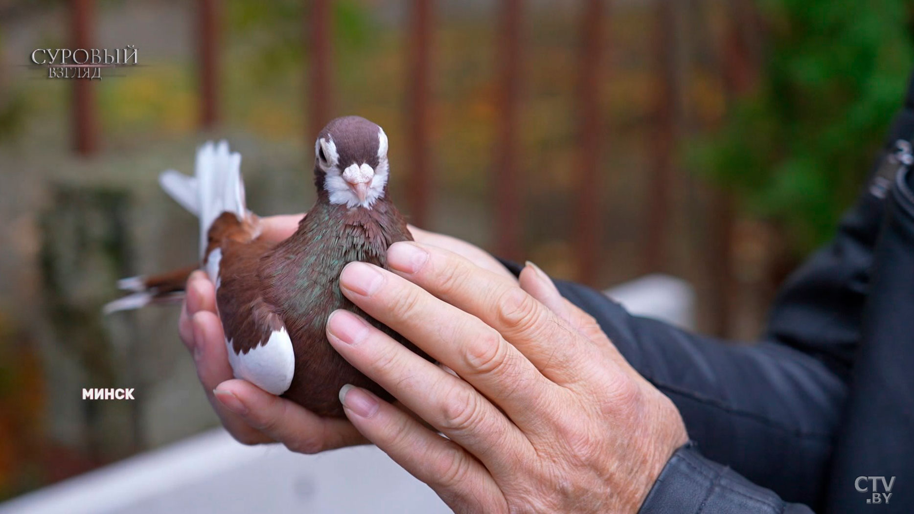 Голубятни в городе: есть ли в этом смысл и что говорит санстанция?-2