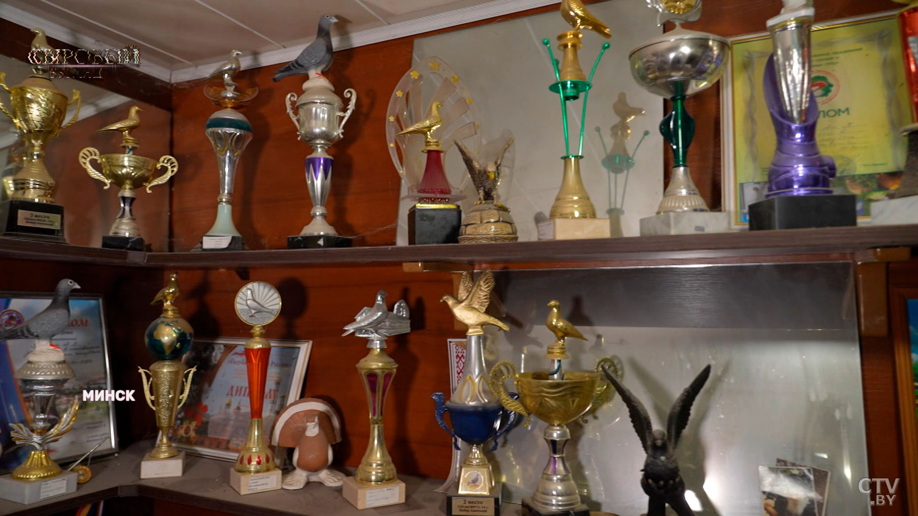 Голубятни в городе: есть ли в этом смысл и что говорит санстанция?-6