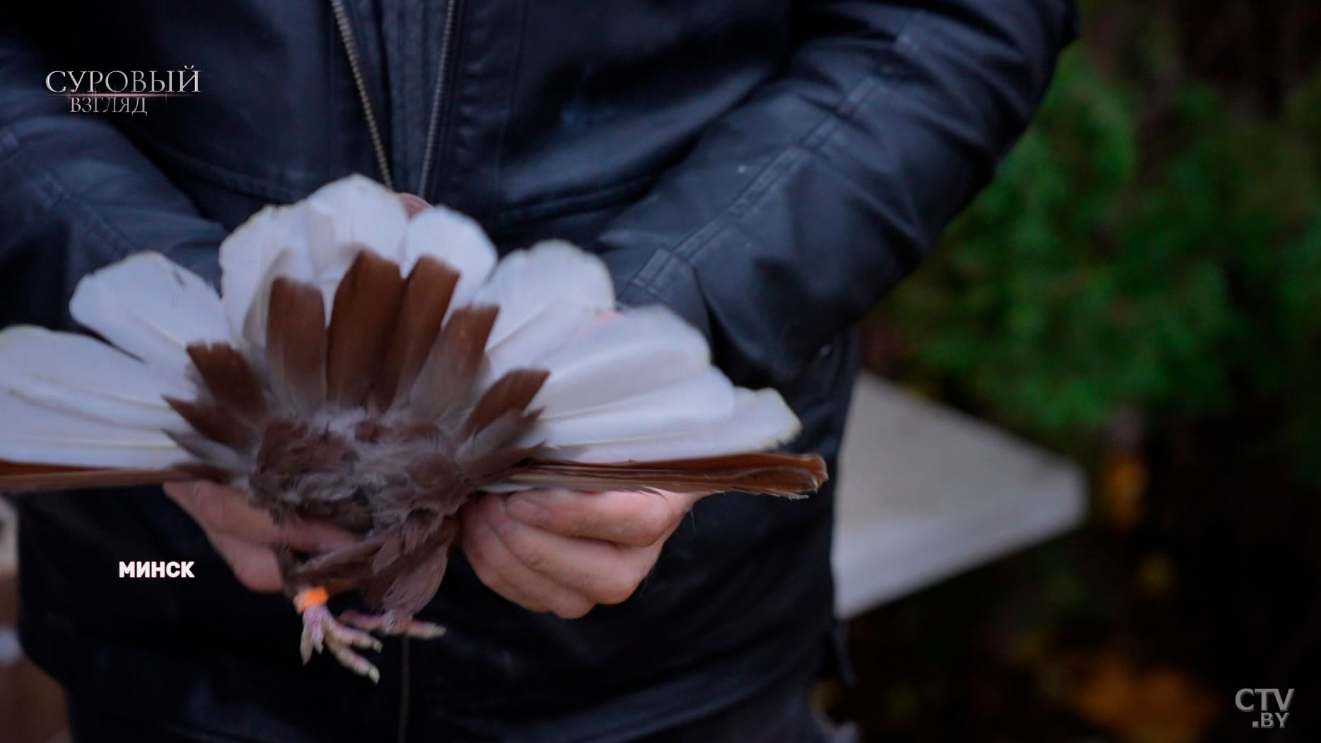Голубятни в городе: есть ли в этом смысл и что говорит санстанция?-4
