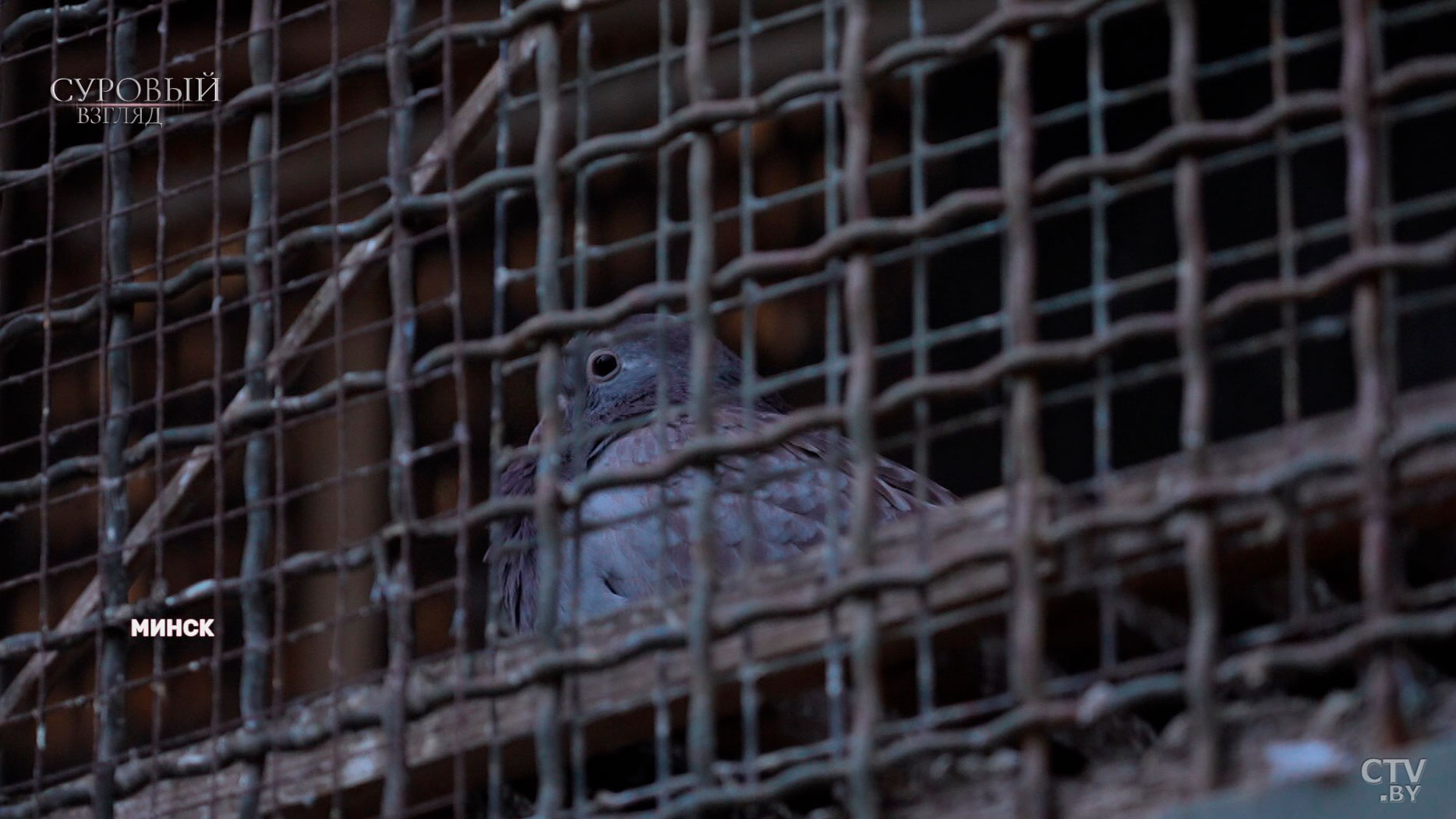 Голубятни в городе: есть ли в этом смысл и что говорит санстанция?-16
