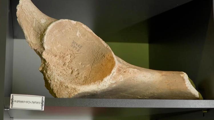 Бедренная кость и бивень мамонта – какие уникальные экспонаты представлены в музее СШ №19 Минска
