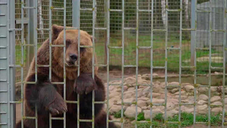 Каких животных можно увидеть в зоосаду Центра экологического туризма «Станьково» – узнали у заведующего