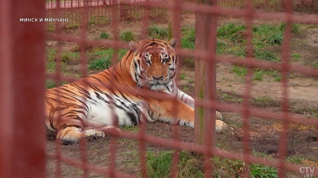 Каких животных можно увидеть в зоосаду Центра экологического туризма «Станьково» – узнали у заведующего-2