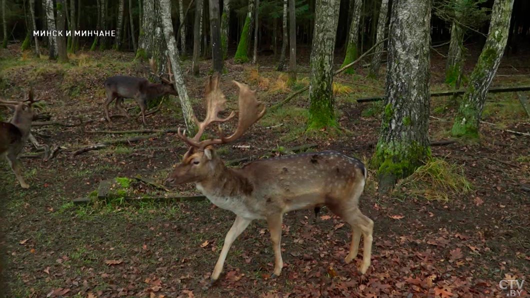 Каких животных можно увидеть в зоосаду Центра экологического туризма «Станьково» – узнали у заведующего-6 Каких животных можно увидеть в зоосаду Центра экологического туризма «Станьково» – узнали у заведующего-6