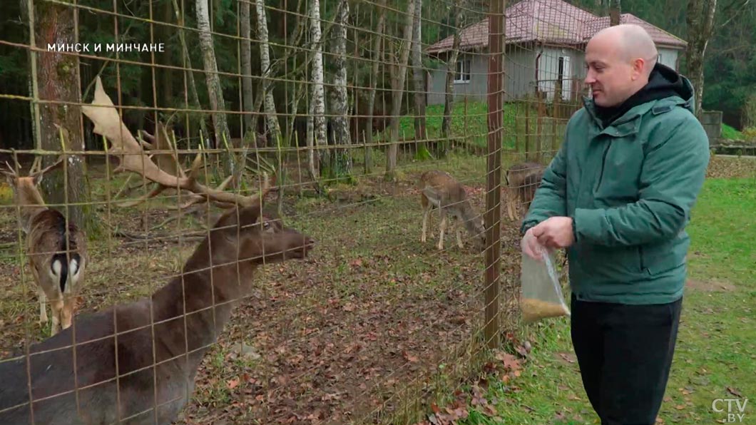 Каких животных можно увидеть в зоосаду Центра экологического туризма «Станьково» – узнали у заведующего-8 Каких животных можно увидеть в зоосаду Центра экологического туризма «Станьково» – узнали у заведующего-8