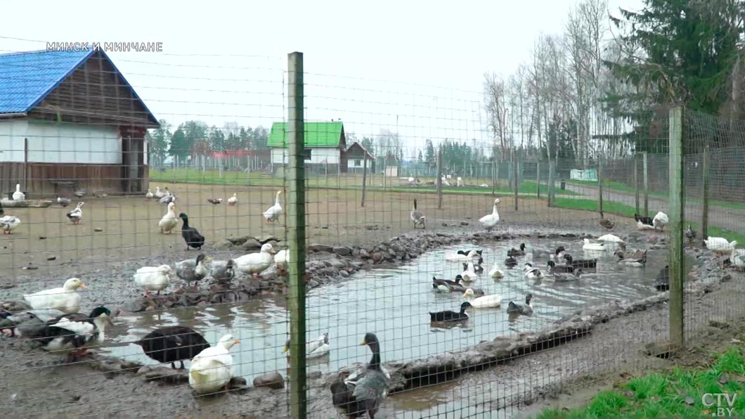 Каких животных можно увидеть в зоосаду Центра экологического туризма «Станьково» – узнали у заведующего-10