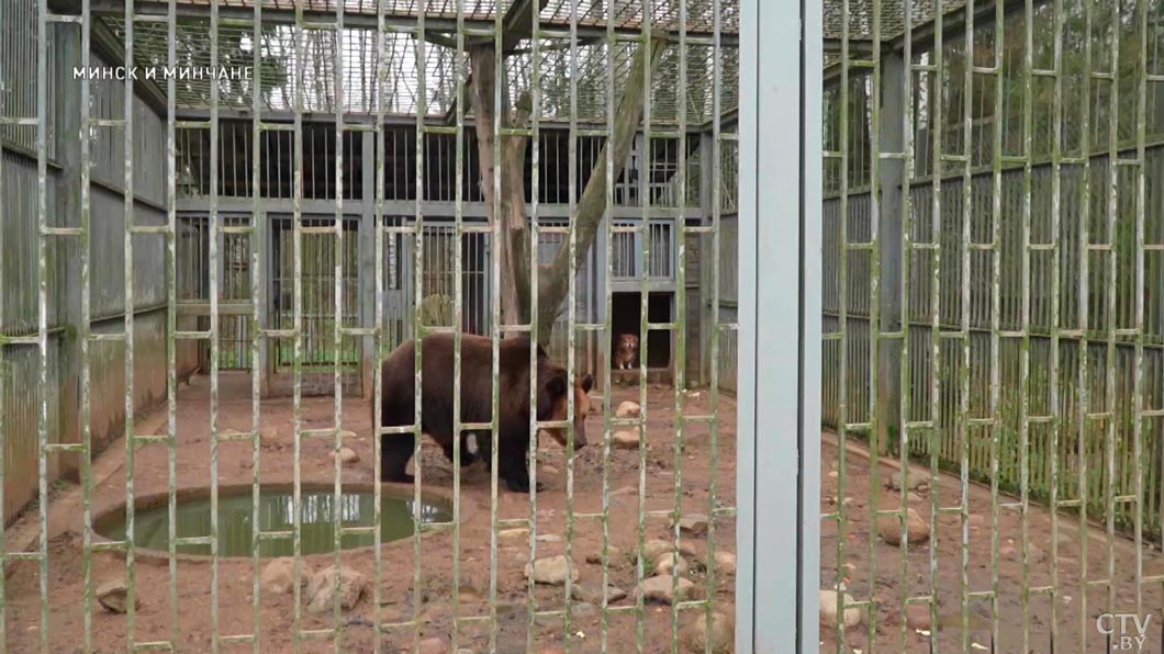 Каких животных можно увидеть в зоосаду Центра экологического туризма «Станьково» – узнали у заведующего-12 Каких животных можно увидеть в зоосаду Центра экологического туризма «Станьково» – узнали у заведующего-12