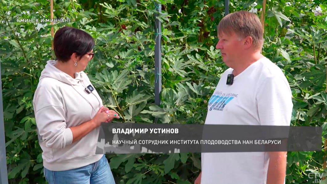 Какие экзотические фрукты можно увидеть в Институте плодоводства – рассказал специалист-8 Какие экзотические фрукты можно увидеть в Институте плодоводства – рассказал специалист-8