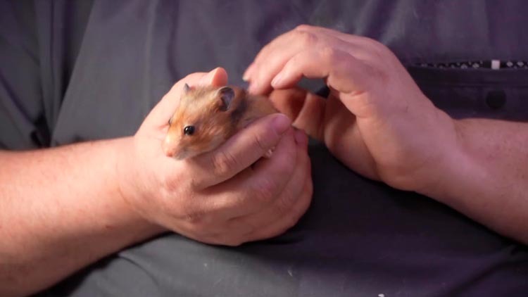 Один из немногих в Минске – как начал лечить экзотических животных, рассказал ветеринарный врач