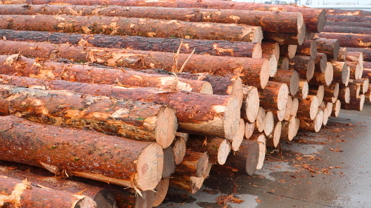 Каждое бревно осматривает сканер – уникальное предприятие по деревообработке открыли в Бобруйске