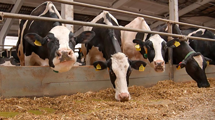 Масштабная модернизация молочного производства продолжается в Беларуси