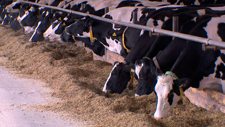 В Несвижском районе наращивают поголовье коров голштинской породы