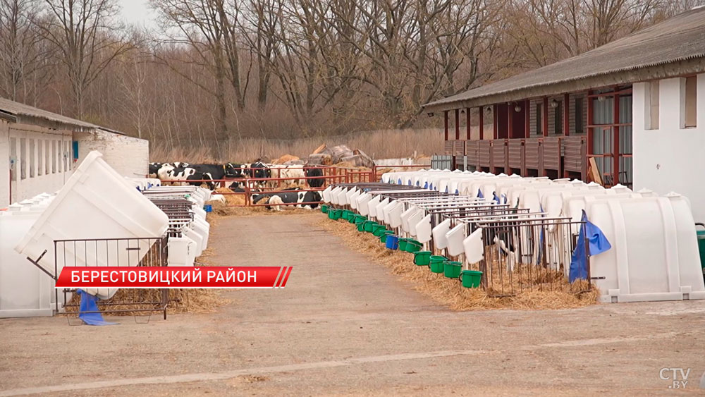 Масштабная модернизация молочного производства продолжается в Беларуси-2